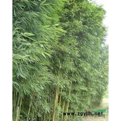 七叶树、大合欢、大银杏、大香樟、大红枫