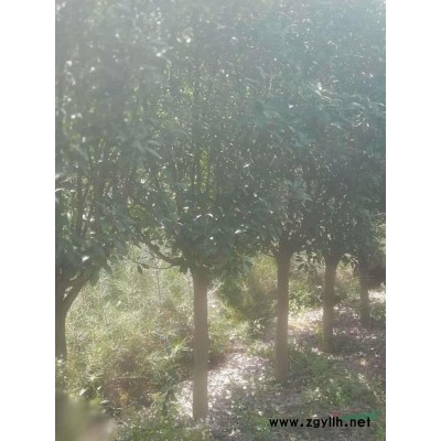 粽树20公分、银杏15到18公分好货，精品一*好货，三*价格