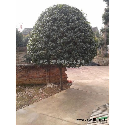 武汉苗圃供应大规格广玉兰