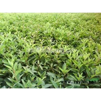 供应直径3-5-6-8-10-12-15公分广玉兰 ，广玉兰