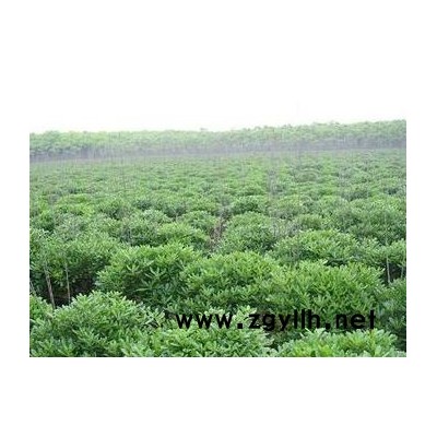 2公分广玉兰热销中