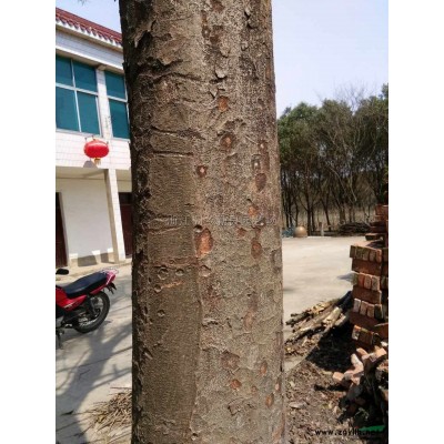 广玉兰2*新价格/广玉兰2报价