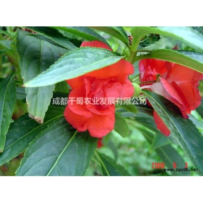 广玉兰-白玉兰-紫玉兰-成都广玉兰基地-量大从优