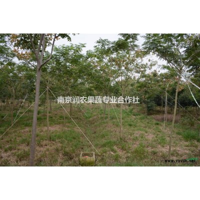 基地有1万株3年生银杏苗急待处理，价格实惠，欲购请速来电！