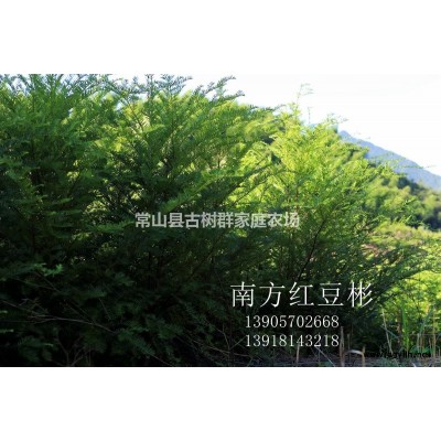 衢州地区大量供应银杏小苗/银杏小苗的市场行情