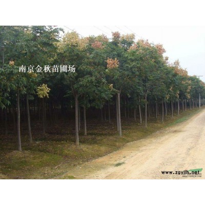 南京广玉兰种植基地