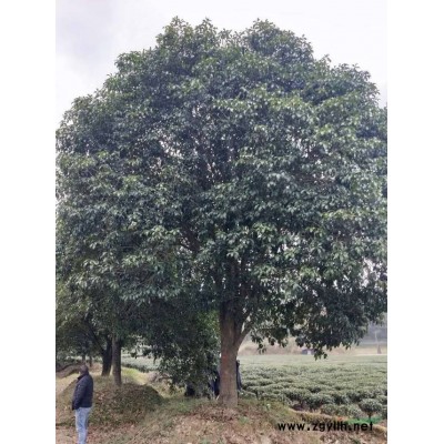 优质香樟树批发桂林香樟价格桂林香樟报价买香樟树到桂林买香到桂
