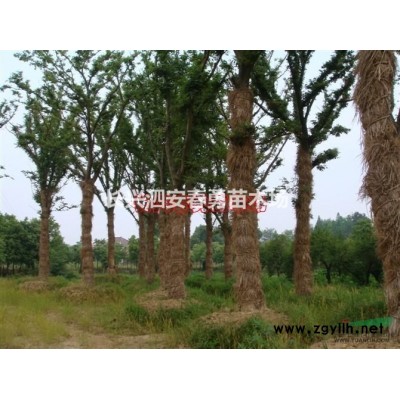 浙江长兴 大量供应广玉兰 10-25公分  质优价廉