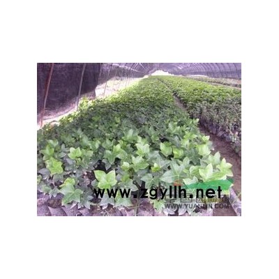 供应移栽香樟、桂花