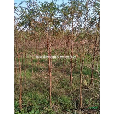 浙江银杏树信息 实生银杏 移栽银杏 银杏价格