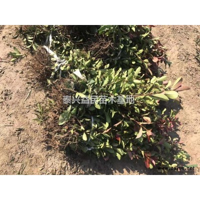 江苏[产品]/江苏广玉兰/大规格广玉兰/玉兰/白玉兰/紫玉兰/海棠价格/报价