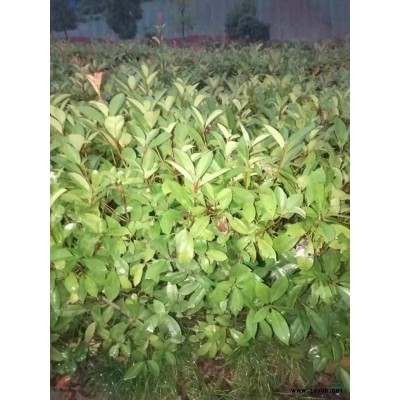 九江地区常年供应8-35公分香樟树