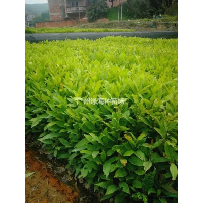 广州香樟小苗图片/广州香樟小苗报价