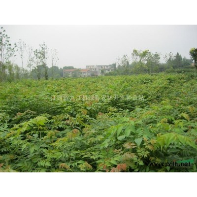 江西银杏种子信息