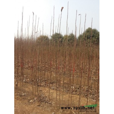 南阳宏远玉兰 供应红玉兰小苗白玉兰小苗广玉兰小苗