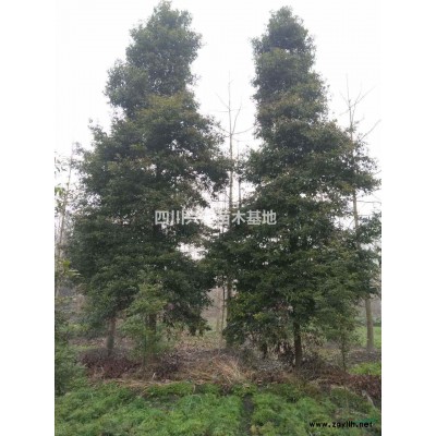 成都大批量香樟低价销售