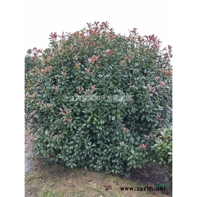 浙江慈溪供应广玉兰