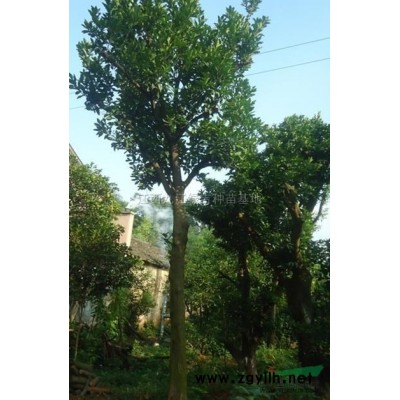 银杏图片\银杏报价