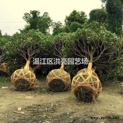 2017四川成都温江银杏树报价银杏树白果树树苗批发