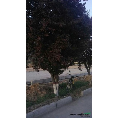 四川凉山供应一年生的香樟，银杏，紫薇，珙桐，黄花槐。