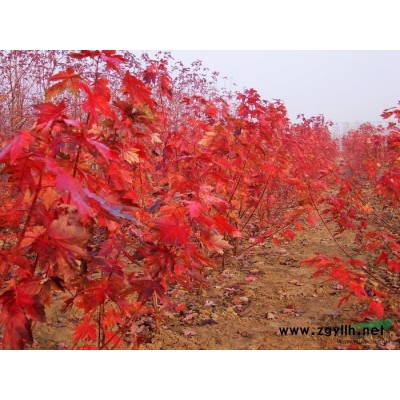 广玉兰3供应/广玉兰3图片