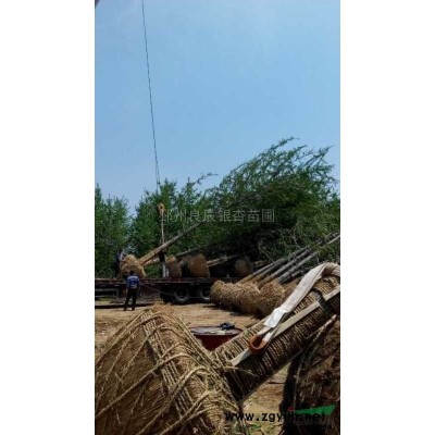 2016年北方落叶乔木价格上涨 银杏价格攀升