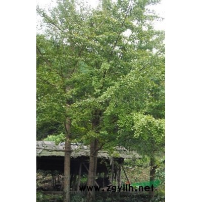 广玉兰*新价格/广玉兰报价