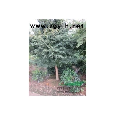 苗木之乡供应精品银杏地径15-20-25-30公分 规格*