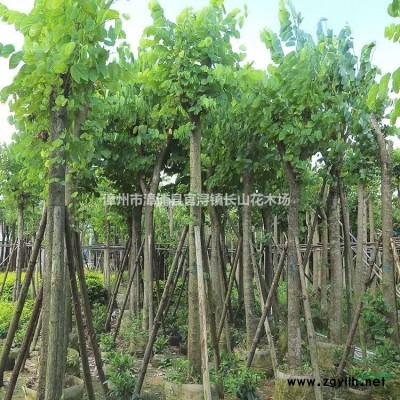 福建全冠香樟哪里好/哪家便宜