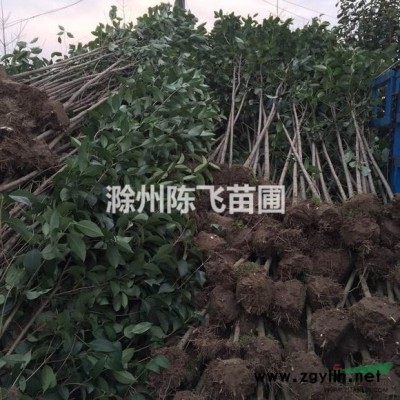 安徽批发广玉兰，广玉兰价格，广玉兰树照片