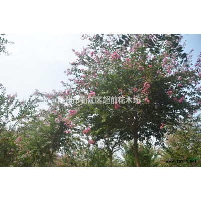 移栽香樟 杭州移栽香樟 移栽香樟基地