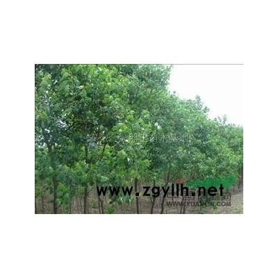 安徽广玉兰*新报价/广玉兰图片