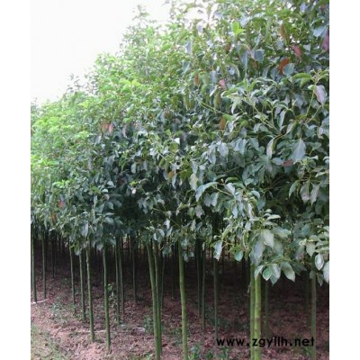 安徽、肥西、广玉兰、桂花、红叶李、紫薇