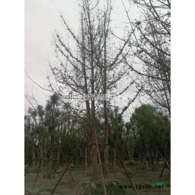 四川香樟，成都熟货香樟 ，香樟全冠，截杆香樟，丛生香樟