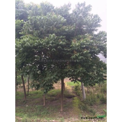 江苏广玉兰信息