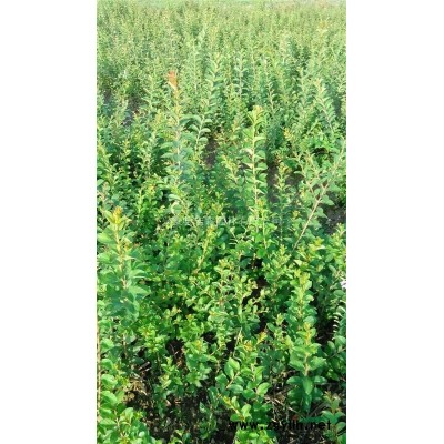 1至6公分香樟树