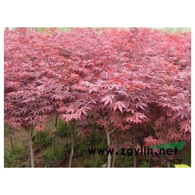 江苏广玉兰*新价格/江苏广玉兰报价