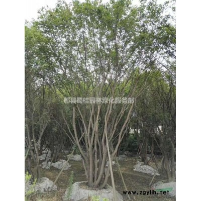 香樟、熟货香樟、全冠香樟、成都香樟、精品香樟