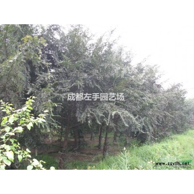 工程绿化苗木乔木广玉兰、桢楠、天竺桂、樱花