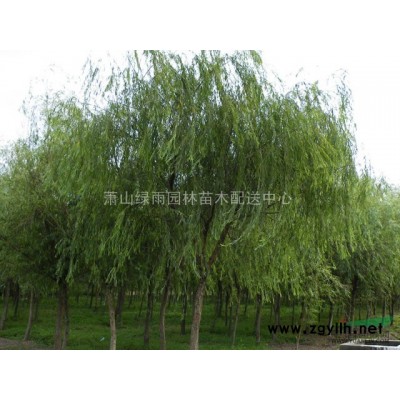 45公分广玉兰供应，浙江萧山广玉兰