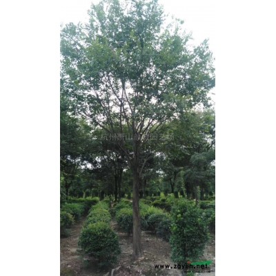 浙江萧山 多杆香樟*新报价/萧山 多杆香樟图片
