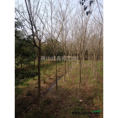 本苗场大量供应8公分银杏  量大