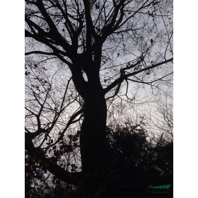 供应大规格朴树，三角枫，朗树，红果冬青，古银杏，桂花，皂