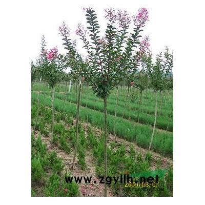 江西广玉兰介绍