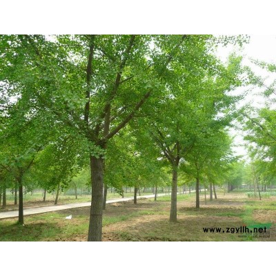 银杏树，大中型银杏树