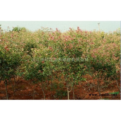 桂花、紫薇、广玉兰、樱花、罗汉松等