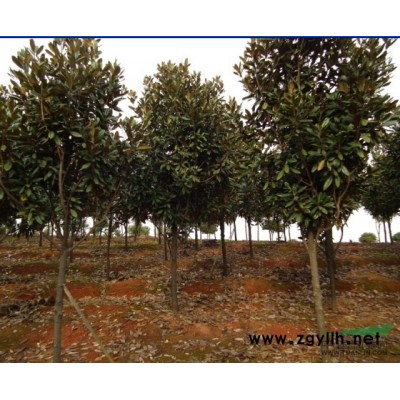 银杏1图片\银杏1报价