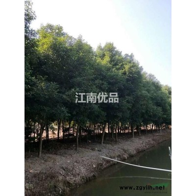 福建云霄供应香樟20-60公分30颗，数量不多