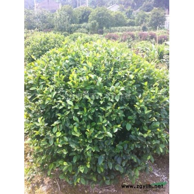 供应5-20公分精品广玉兰