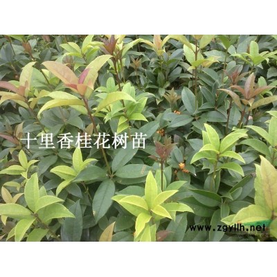 中国桂花之乡丹桂苗金桂苗八月桂桂花树苗银杏苗香樟小苗批发